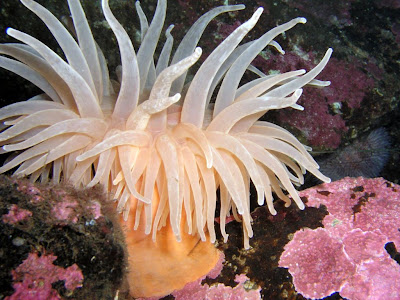 اغرب اسماك البحار حول العالم  Sea Anemone Diadumene Dia 30cm 1